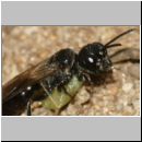 Diodontus tristis - Grabwespe w02c 5-6mm mit Blattlaus - OS-Wallenhorst-Sandgrube-det.jpg